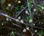 Frhlings-Hungerblmchen - Erophila verna