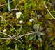 Frhlings-Hungerblmchen - Erophila verna