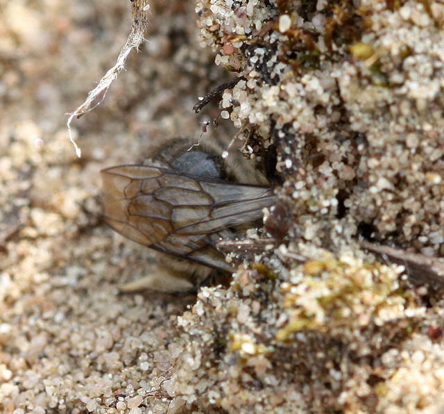 Frhlings-Seidenbiene - Colletes cunicularius