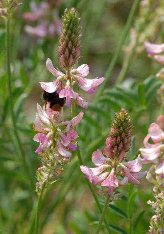 Futter-Esparsette - Onobrychis viciiflora