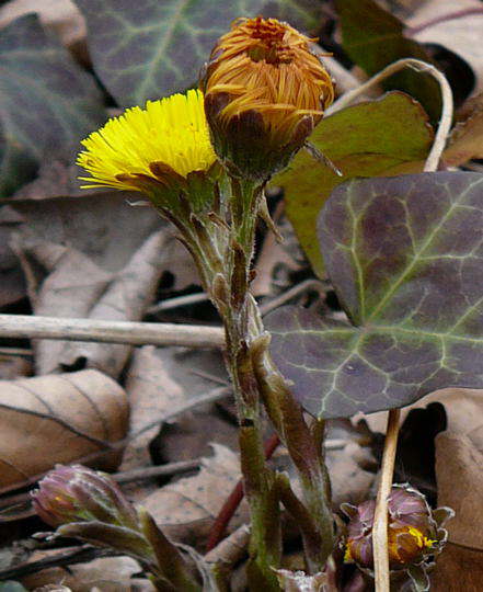 Gemeiner Huflattich - Tussilago farfara