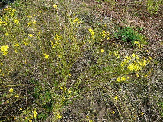 Schmalblttriges Greiskraut - Senecio inaequidens