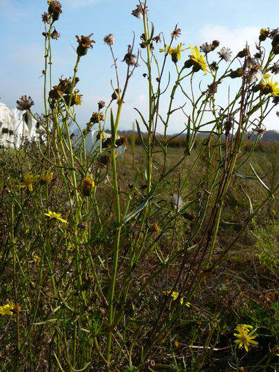 Schmalblttriges Greiskraut - Senecio inaequidens