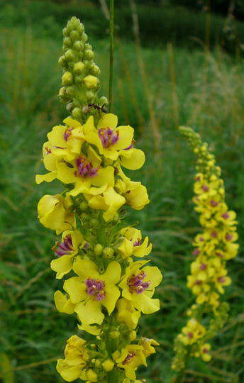 Schwarze Knigskerze - Verbascum nigrum