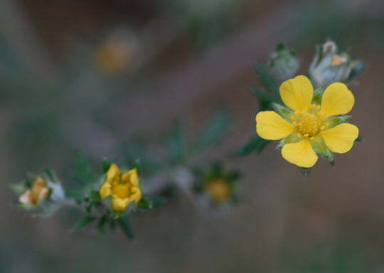 Silber-Fingerkraut - Potentilla argentea