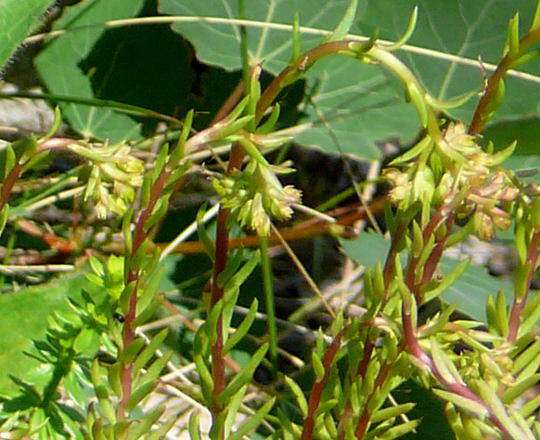 Zierliche Fetthenne - Sedum forsterianum