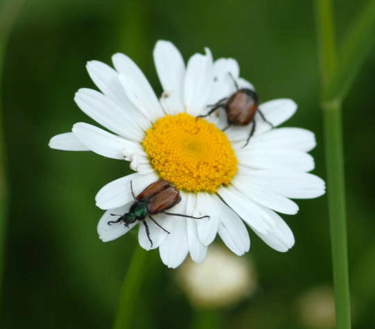 Gartenlaubkfer - Phyllopertha horticola 