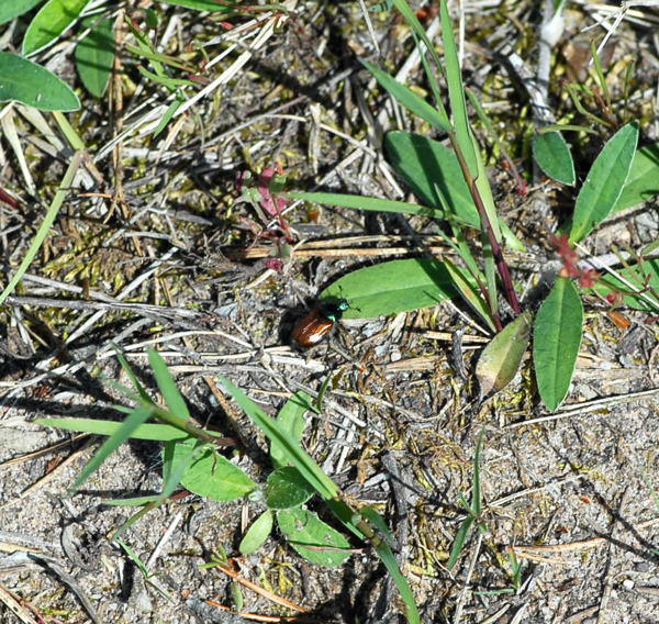 Gartenlaubkfer - Phyllopertha horticola 