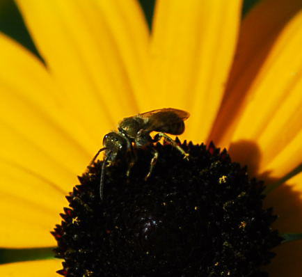 Gebnderte Furchenbiene - Halictus cf. tumulorum 