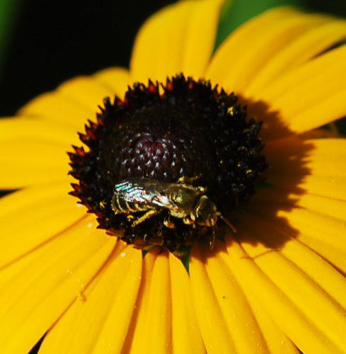 Gebnderte Furchenbiene - Halictus cf. tumulorum 