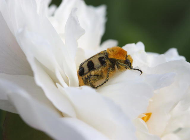 Gebänderter Pinselkäfer - Trichius fasciatus 
