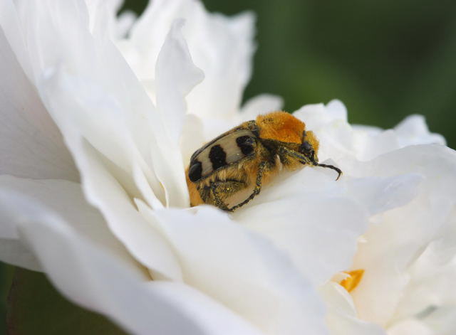 Gebnderter Pinselkfer - Trichius fasciatus 