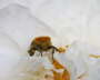 Gebnderter Pinselkfer - Trichius fasciatus 