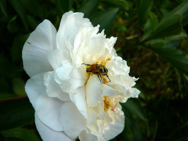 Gebnderter Pinselkfer - Trichius fasciatus 