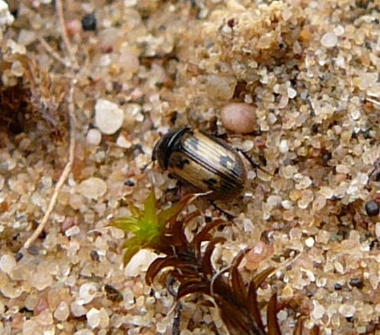 Gefleckter Dungkfer - Aphodius distinctus