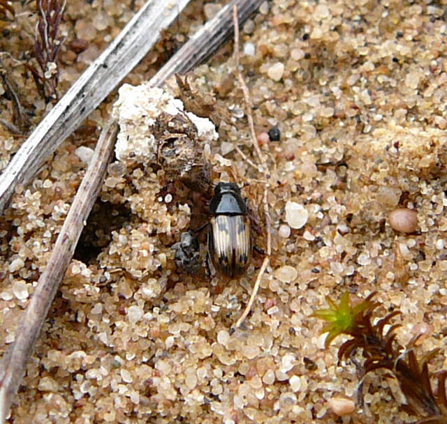 Gefleckter Dungkfer - Aphodius distinctus