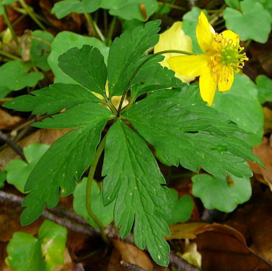 Gelbes Windrschen - Anemone ranunculoides