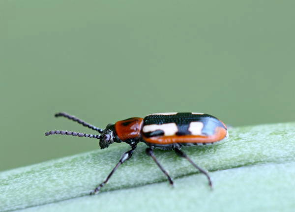 Gemeines Spargelhähnchen - Crioceris asparagi 