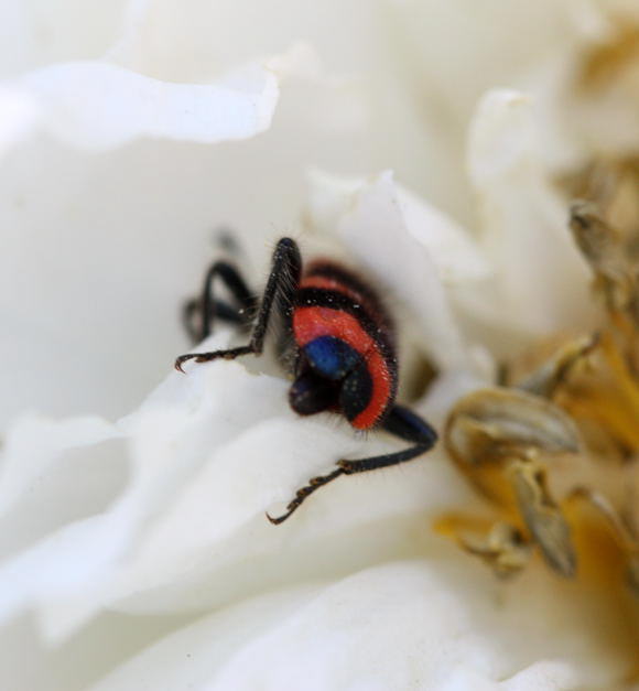 Gemeiner Bienenkfer - Trichodes apiarius