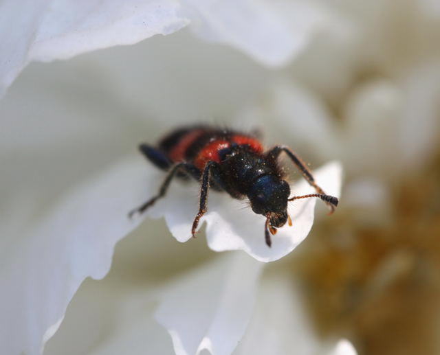 Gemeiner Bienenkfer - Trichodes apiarius