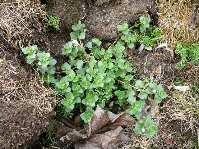 Gemeiner Efeu-Ehrenpreis - Veronica hederifolia ssp. hederifolia