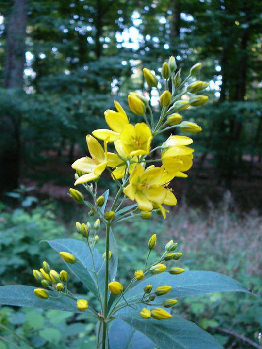 Gemeiner Felberich (Gilbweiderich) - Lysimachia vulgaris