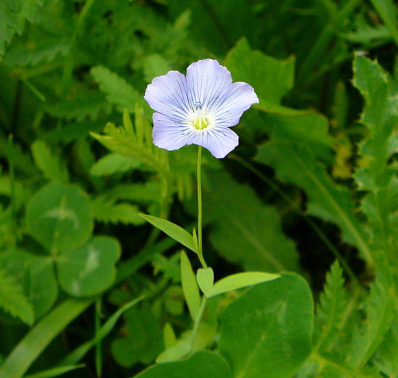 Gemeiner Lein - Linum usitatissimum 