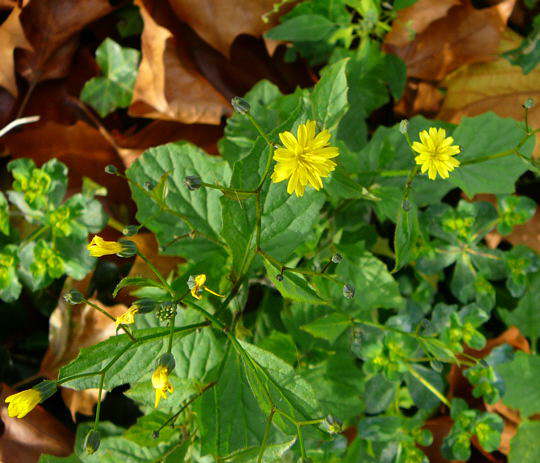 Gemeiner Rainkohl  - Lapsana communis