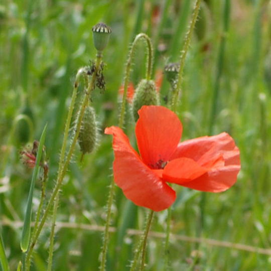 Saat-Mohn - Papaver dubium 