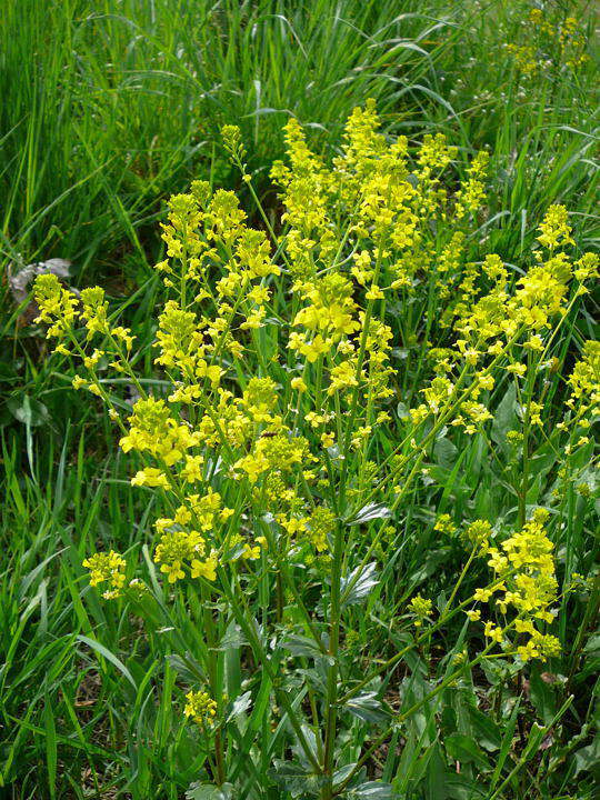 Gemeines Barbarakraut - Barbarea vulgaris