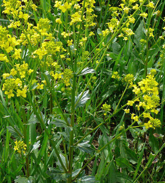 Gemeines Barbarakraut - Barbarea vulgaris