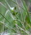 Gemeines Hornkraut - Cerastium holosteoides