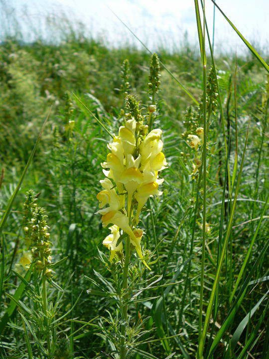 Gemeines Leinkraut - Linaria vulgaris