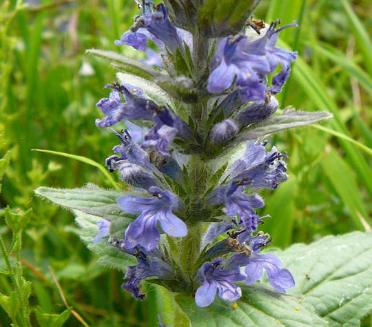 Genfer Gnsel - Ajuga genevensis