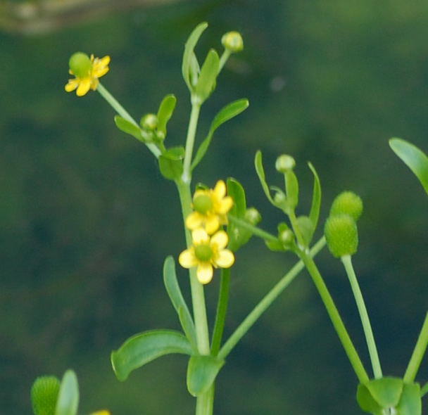 Gift-Hahnenfu - Ranunculus sceleratus