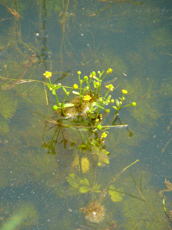 Gift-Hahnenfu - Ranunculus sceleratus