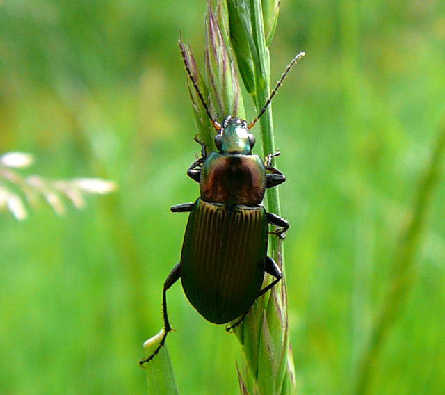 Glatthalsiger Buntgrablufer - Poecilus cf. versicolor