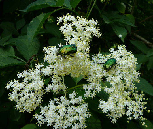 Gold-Rosenkäfer 