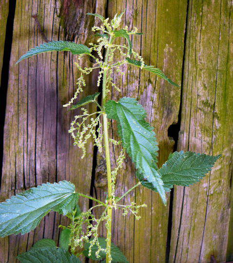 Groe Brennessel - Urtica dioica