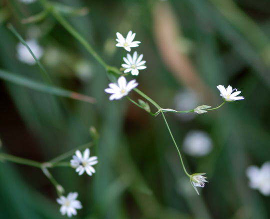 Gras-Sternmiere - Stellaria gramineum