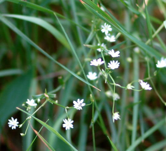 Gras-Sternmiere - Stellaria gramineum
