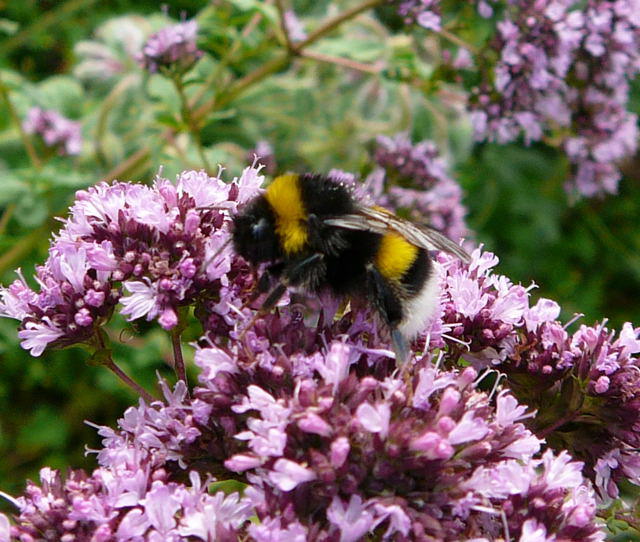 Groe Erdhummel - Bombus magnus 