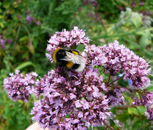 Groe Erdhummel - Bombus magnus 