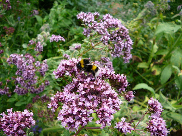 Groe Erdhummel - Bombus magnus 