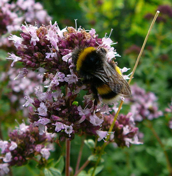 Groe Erdhummel - Bombus magnus 