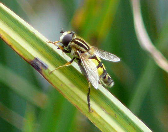 Große Sumpfschwebfliege 