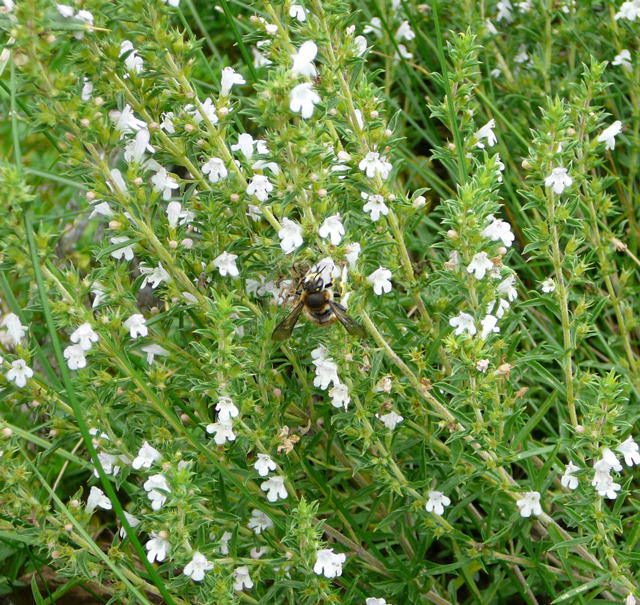 Groe Wollbiene - Anthidium manicatum