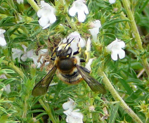 Groe Wollbiene - Anthidium manicatum