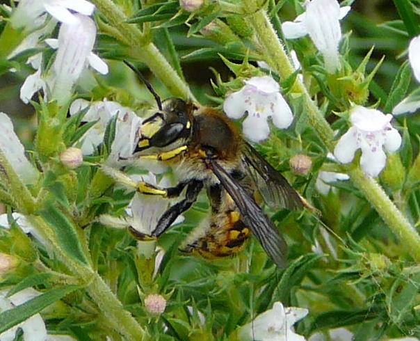 Groe Wollbiene - Anthidium manicatum