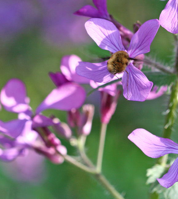 Großer Wollschweber - Bombylius major